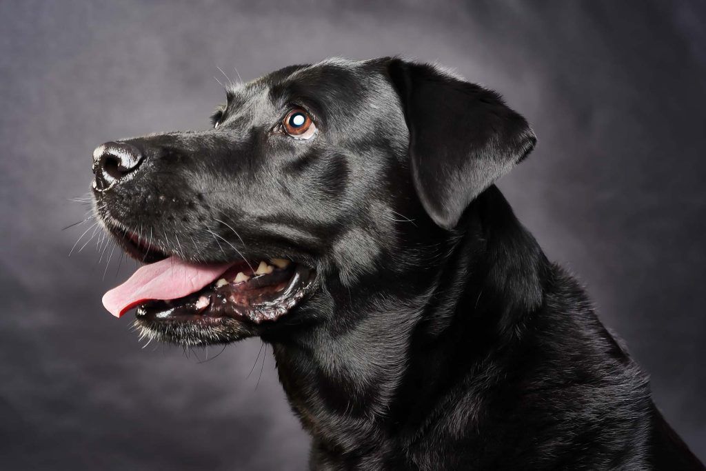 Fotografiar un perro negro