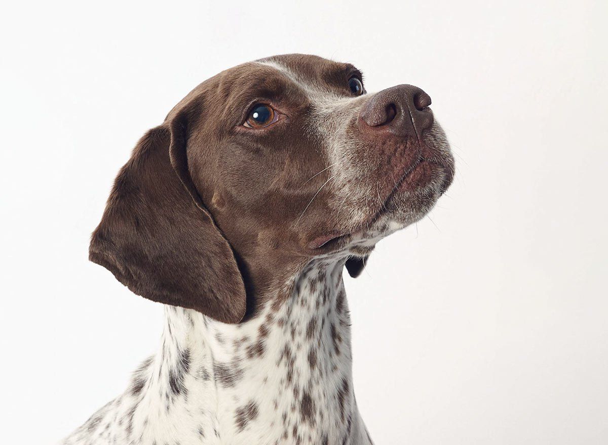 Elegante sesión fotográfica de perro y familia