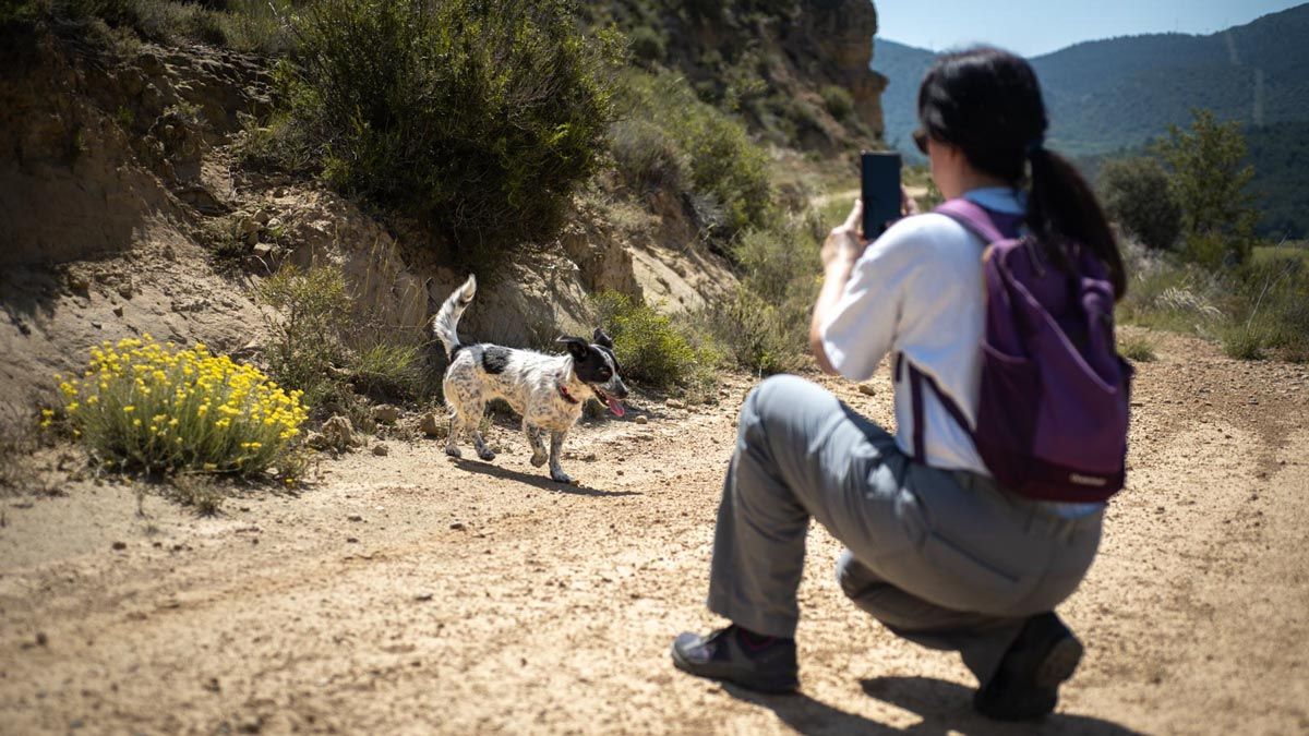 Cómo hacer fotos de perros con móvil