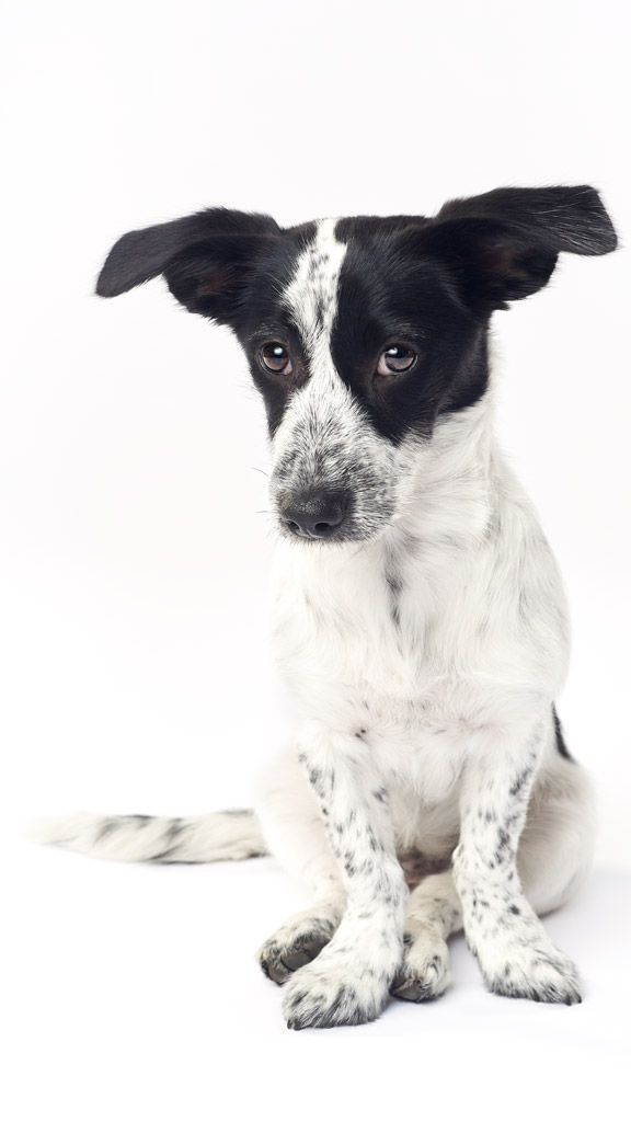 Fotografía profesional de perros
