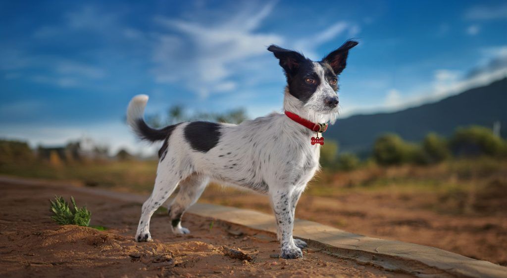 Consejos para fotografiar perros