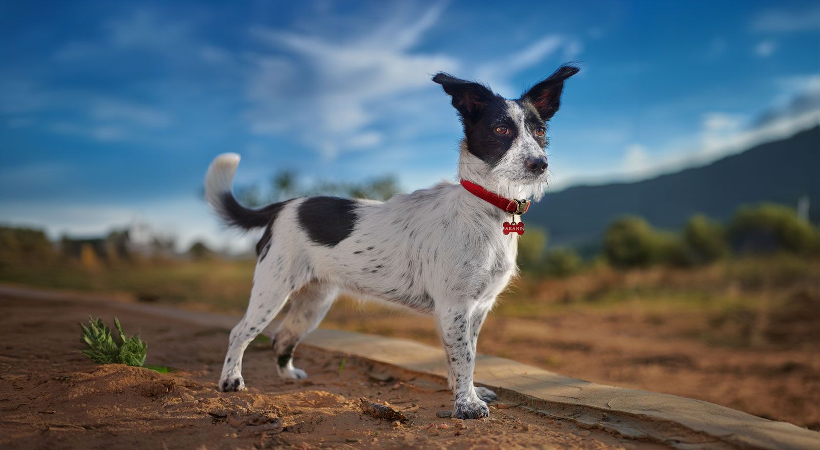 Consejos para fotografiar perros