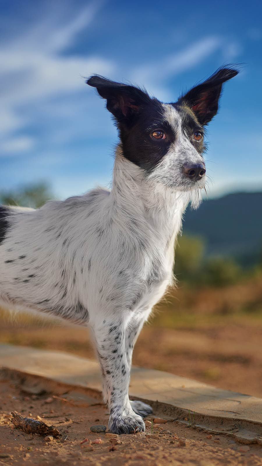 retrato de perros