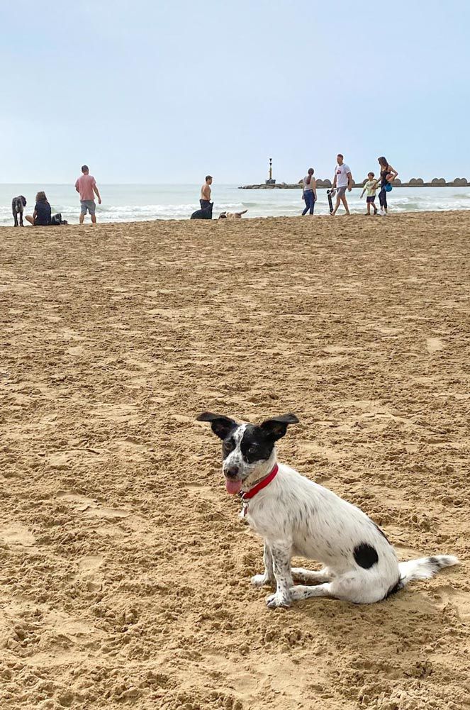 Playa de perros de Calella