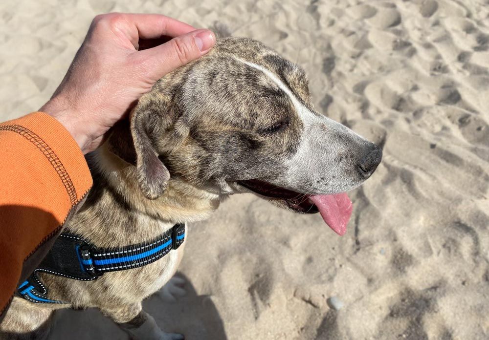 Playa para perros en Barcelona
