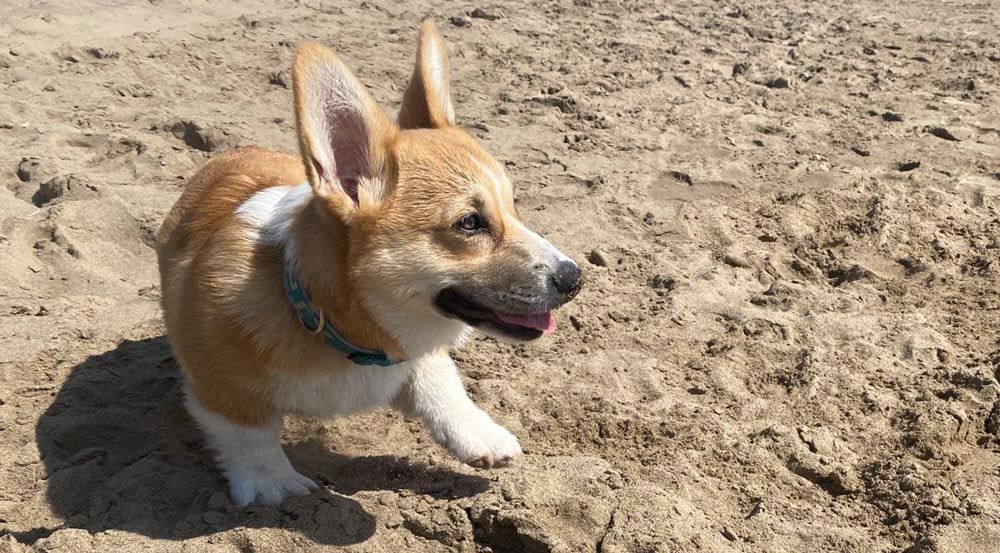 Playa para perro en barcelona