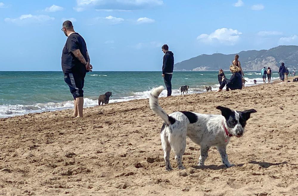 Playa para perros en Gavà