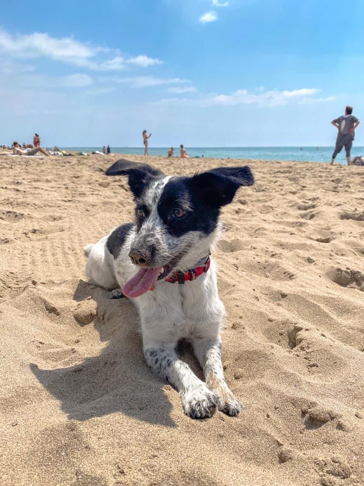 Playa para perros en Badalona