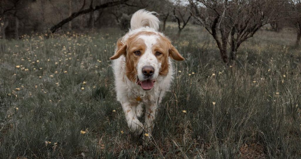 Listado de etólogos para perros