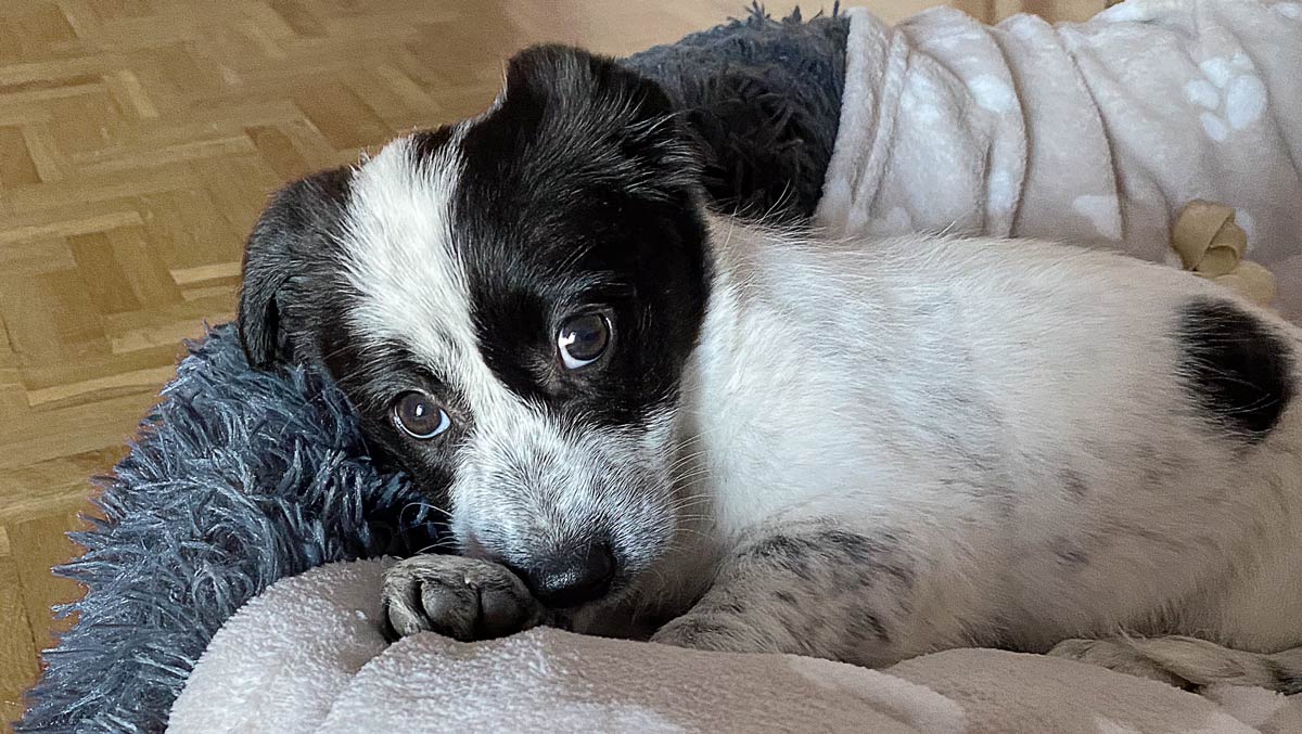 Lista de guardería canina en Barcelona