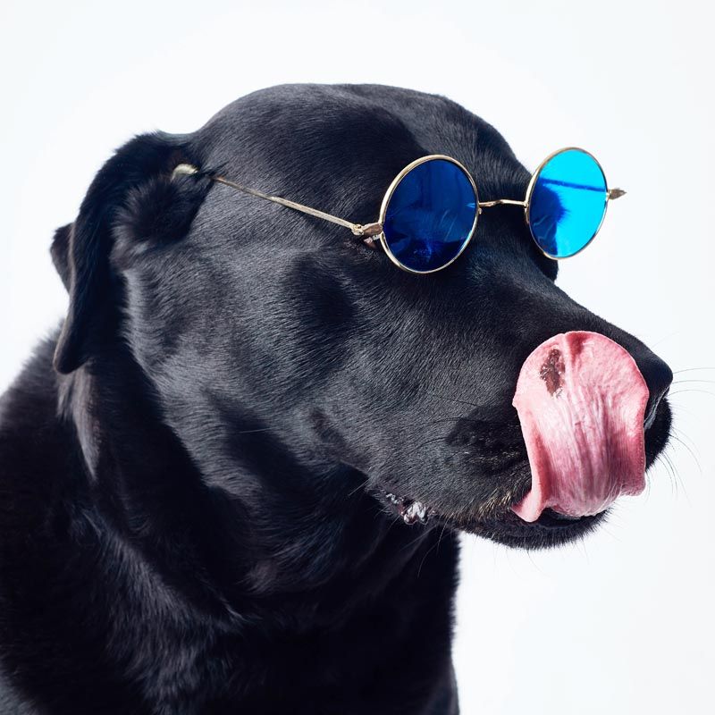 Qué tener en cuenta antes de una sesión de fotos de perros