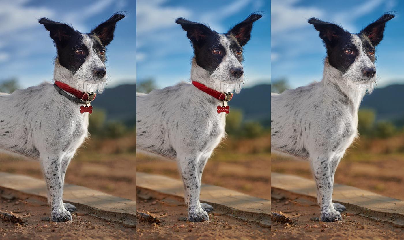 ¿Se tiene que sacar el collar para hacer fotos de perros?