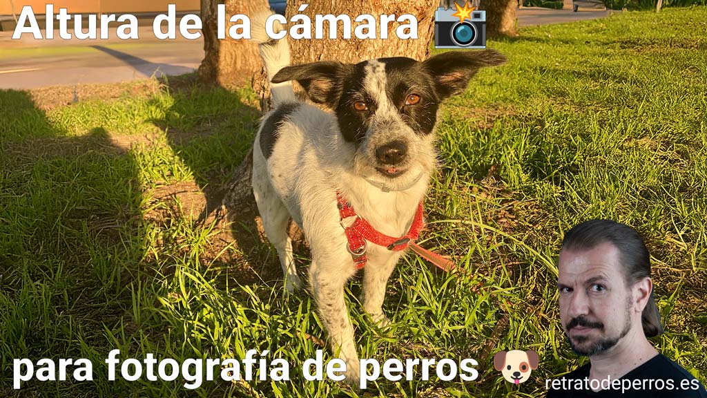 Altura de la cámara para fotografía de perros