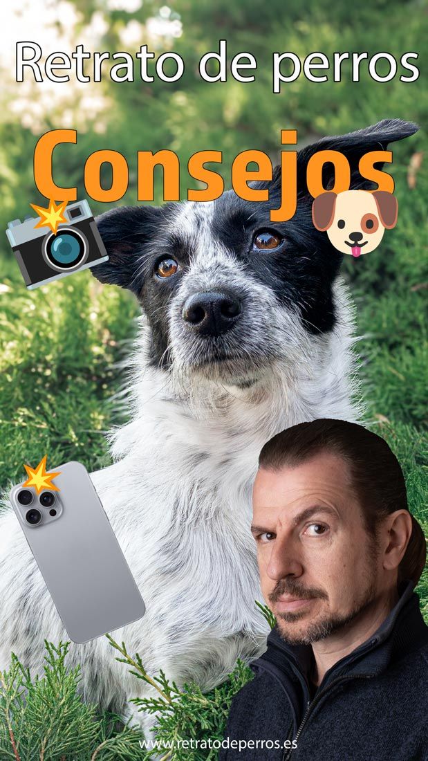 Consejos sobre fotografía canina