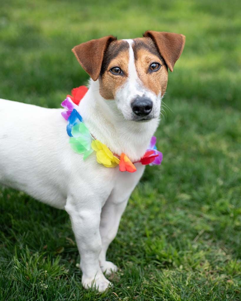 Fiesta de perros de Kutur Tihar 2025