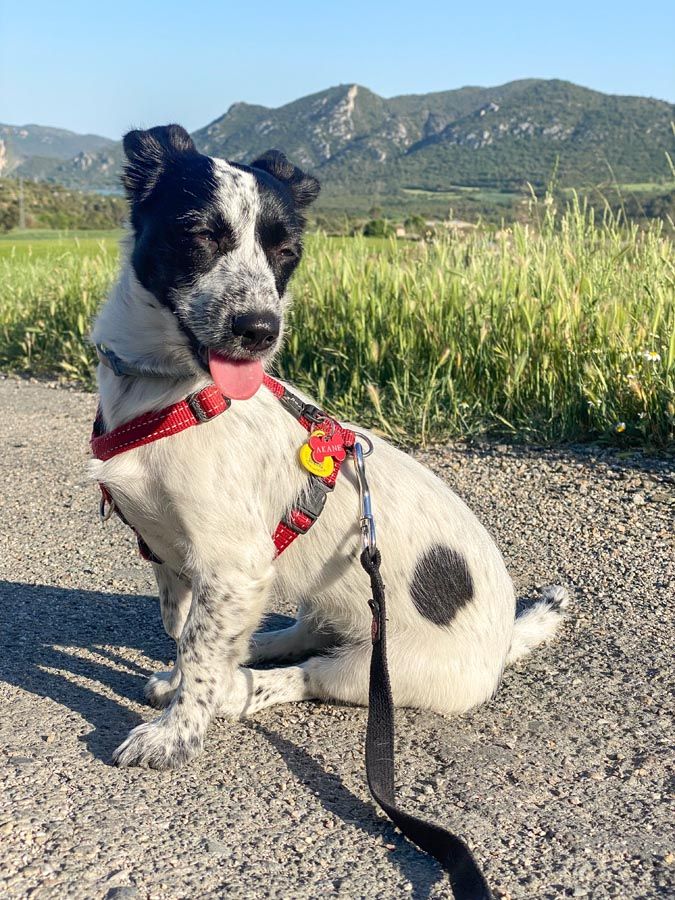 La luz directa les molesta